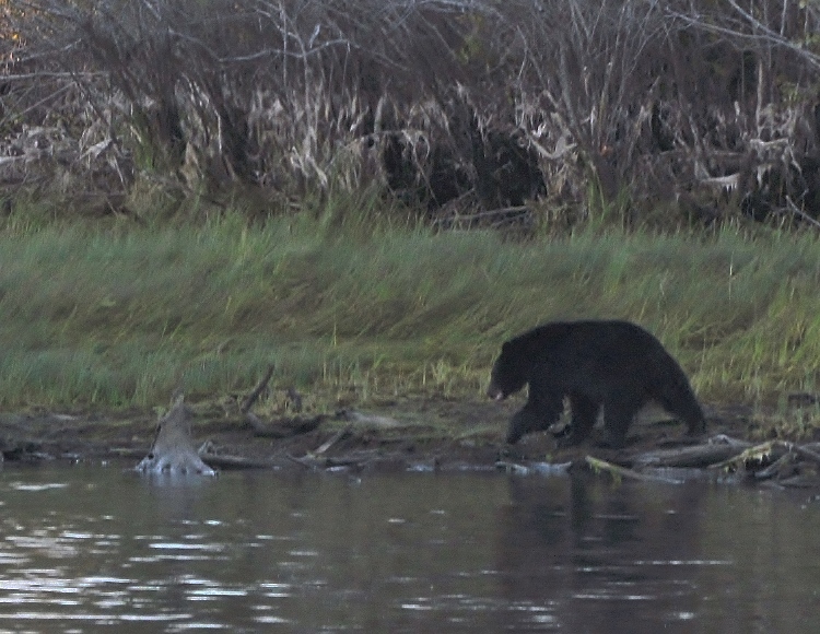bear on shore